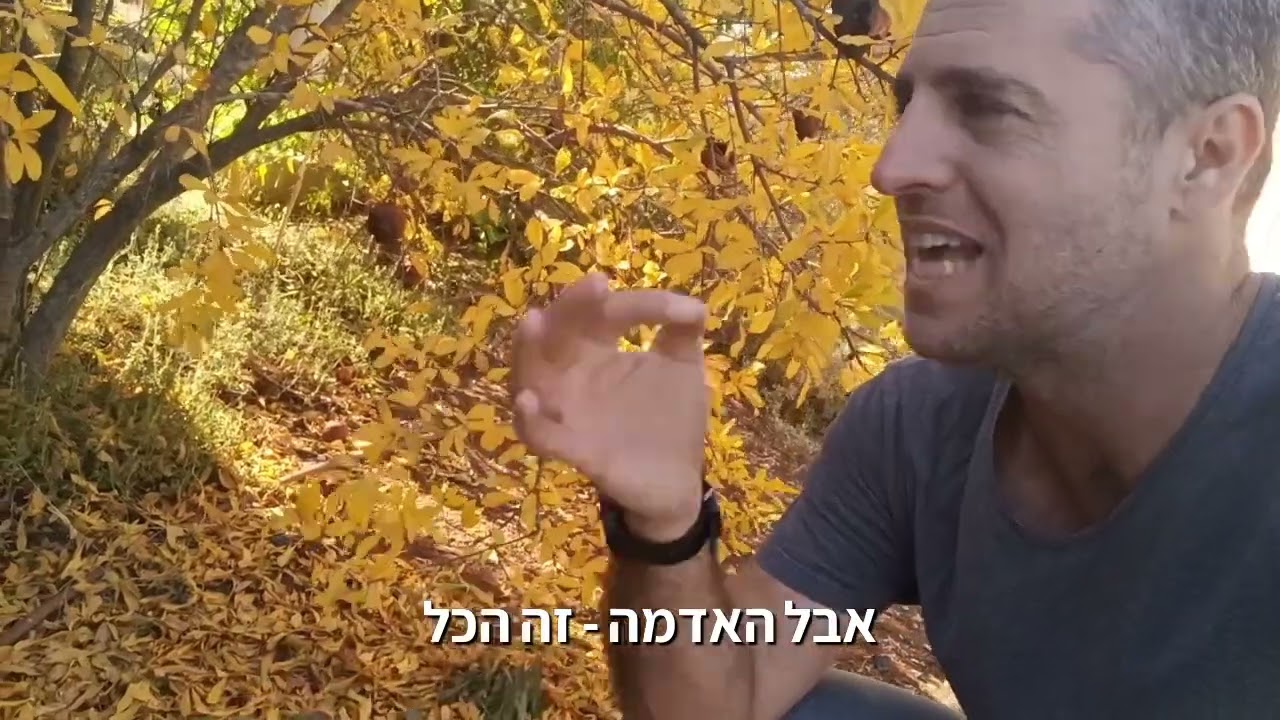 עצים נשירים בגינה - בעד או נגד?