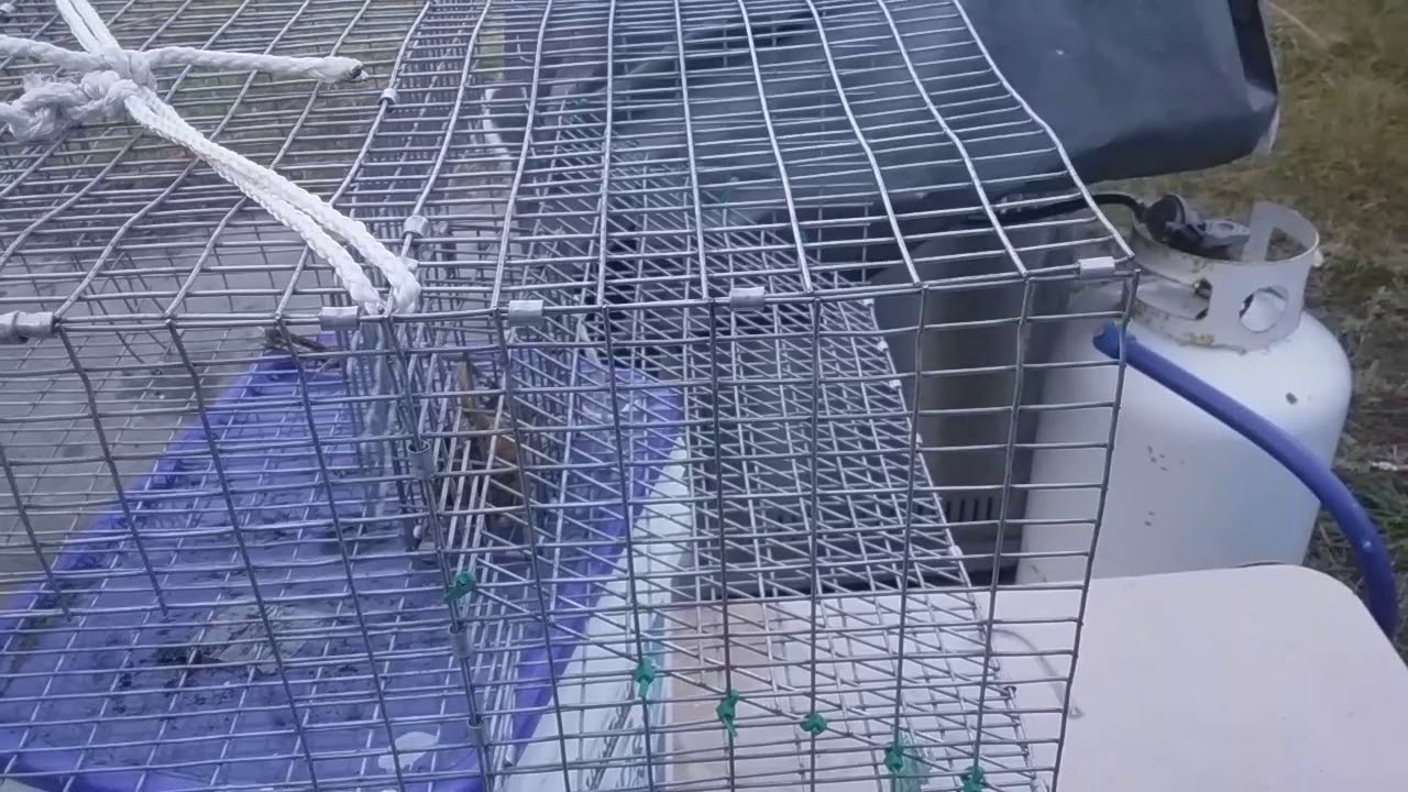 Homemade crawfish trap! Like the crayster trap//Works great, and catches those tasty little mudbugs!