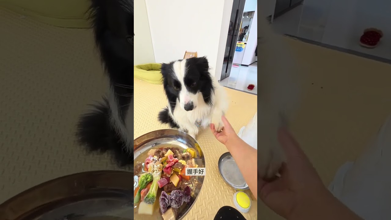 Post-Lunar New Year Pet Care Tips: Essential Afterparty Must-Haves