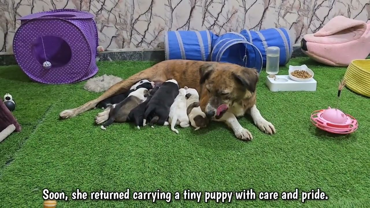 The Dog Carried A Bag Daily... No One Expected What Was Inside