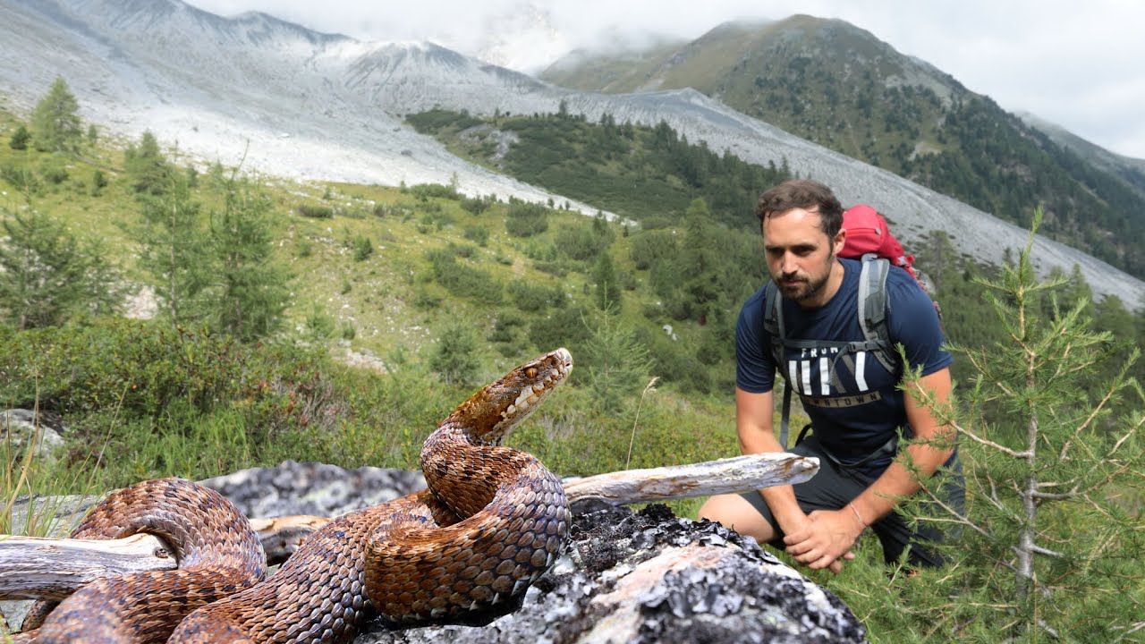 Una VIPERA sulle ALPI: il MARASSO