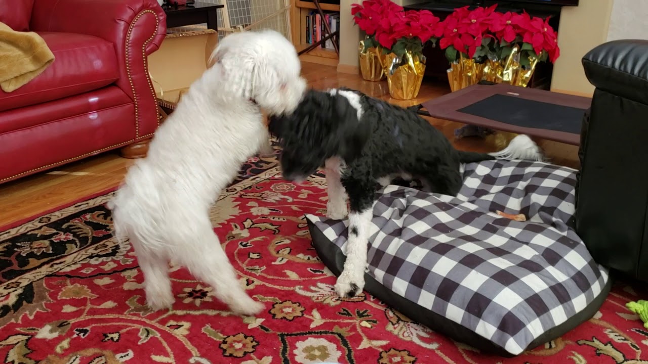Fight, Mount, Hump & Lick.