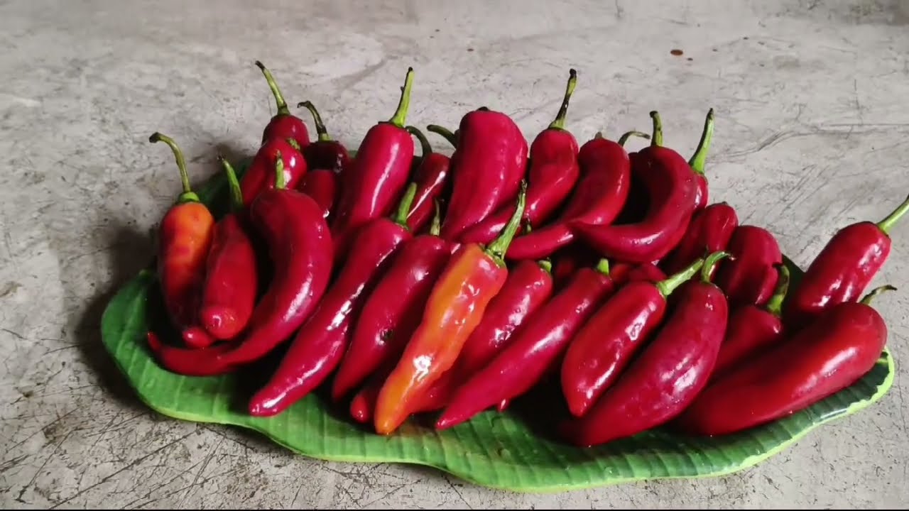 Lal mirch ka achar 😋🌶️🌶️😍#nature #lifeisbutadream #love 🙏