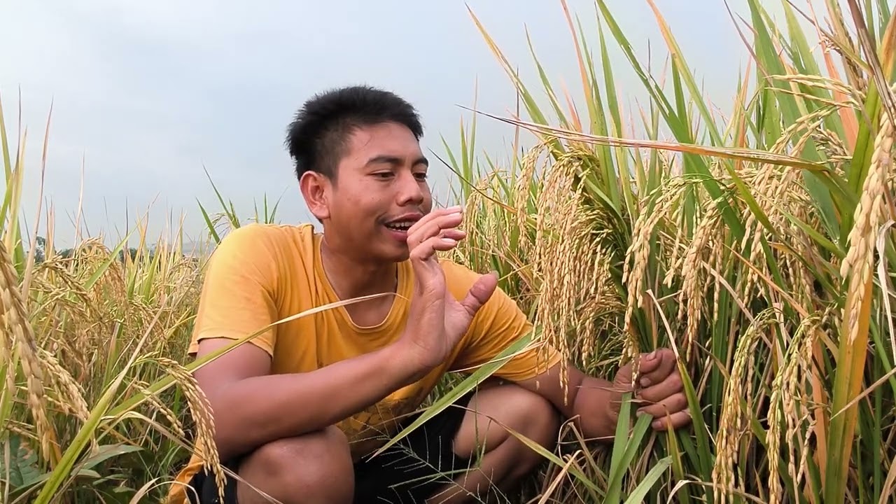 KEUNIKAN PADI INPARI 49 JEMBAR || UMUR BISA GENJAH DAN BISA PANJANG