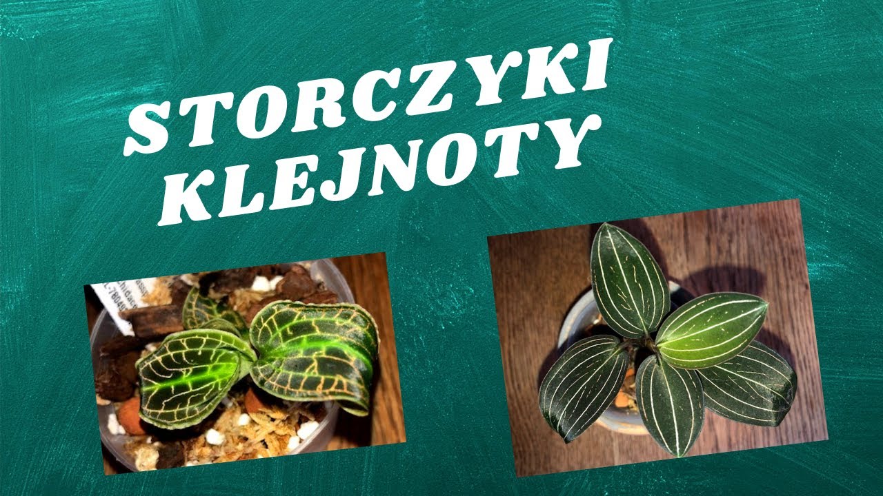 Ludisia i Macodes - jak pielęgnować i jak rozmnażać storczyki klejnoty?