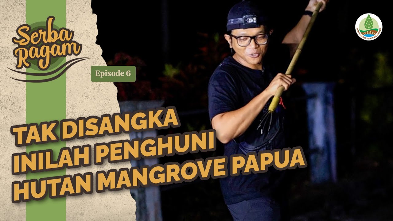 #SerbaRagam6 Petualangan Dzawin ke Hutan Mangrove Papua