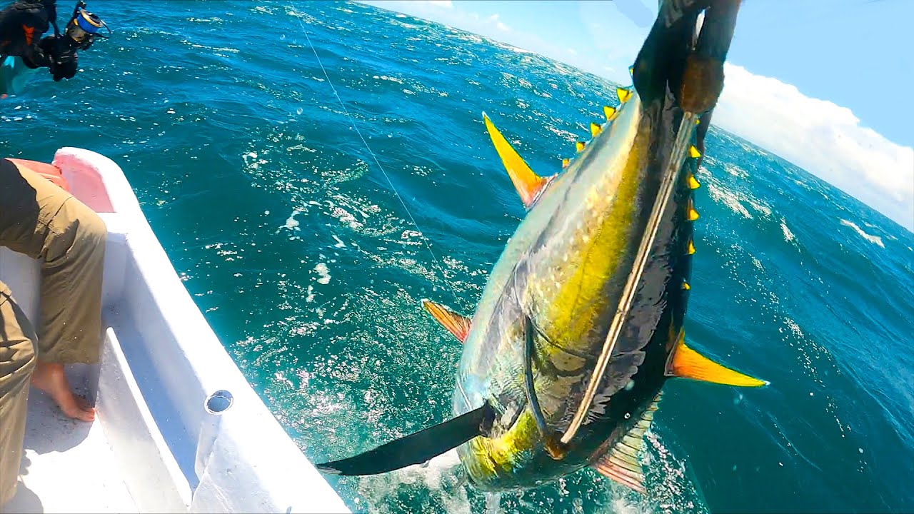 CATCH & COOK: Yellowfin Tuna Fishing in Panama | Field Trips with Robert Field