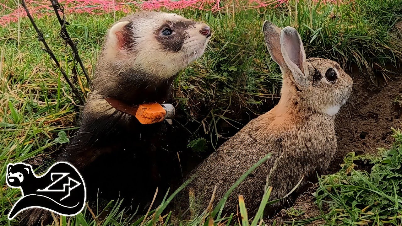 Hole Hopping Rabbits - Ferreting in the Scottish Highlands 3