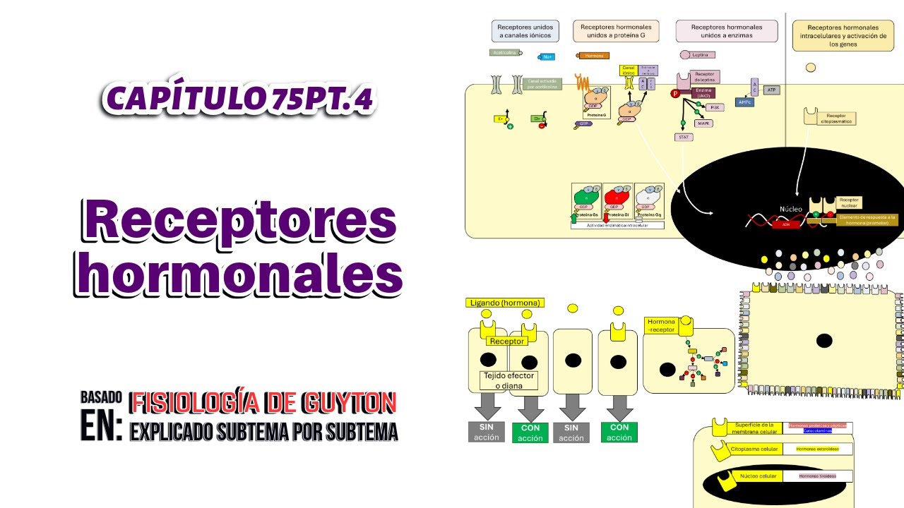 CAP 75 (4): Receptores hormonales