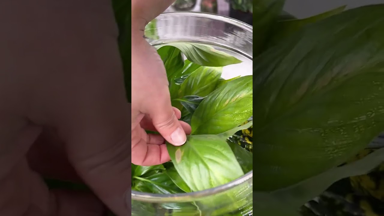 How to Maintain a Closed Terrarium 🌿✂️ | Satisfying Plant Care