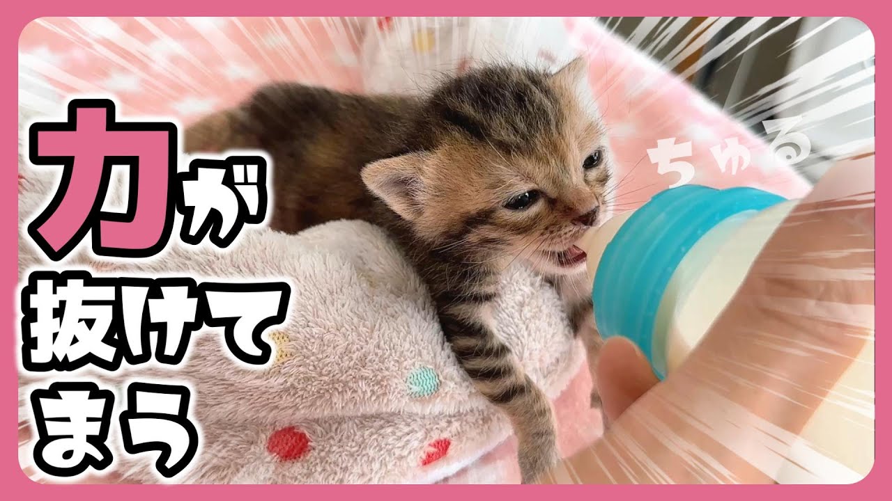 「ちゅちゅちゅちゅちゅー」子猫 ミルクを飲む また飲む そして飲む さらにみんなで飲む ミルーティーン【保護猫生活14日目】