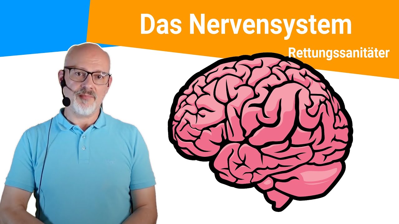 Das Nervensystem - zentral und peripher