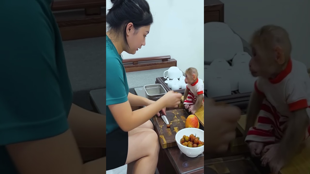 Bibi monkey verry smart   