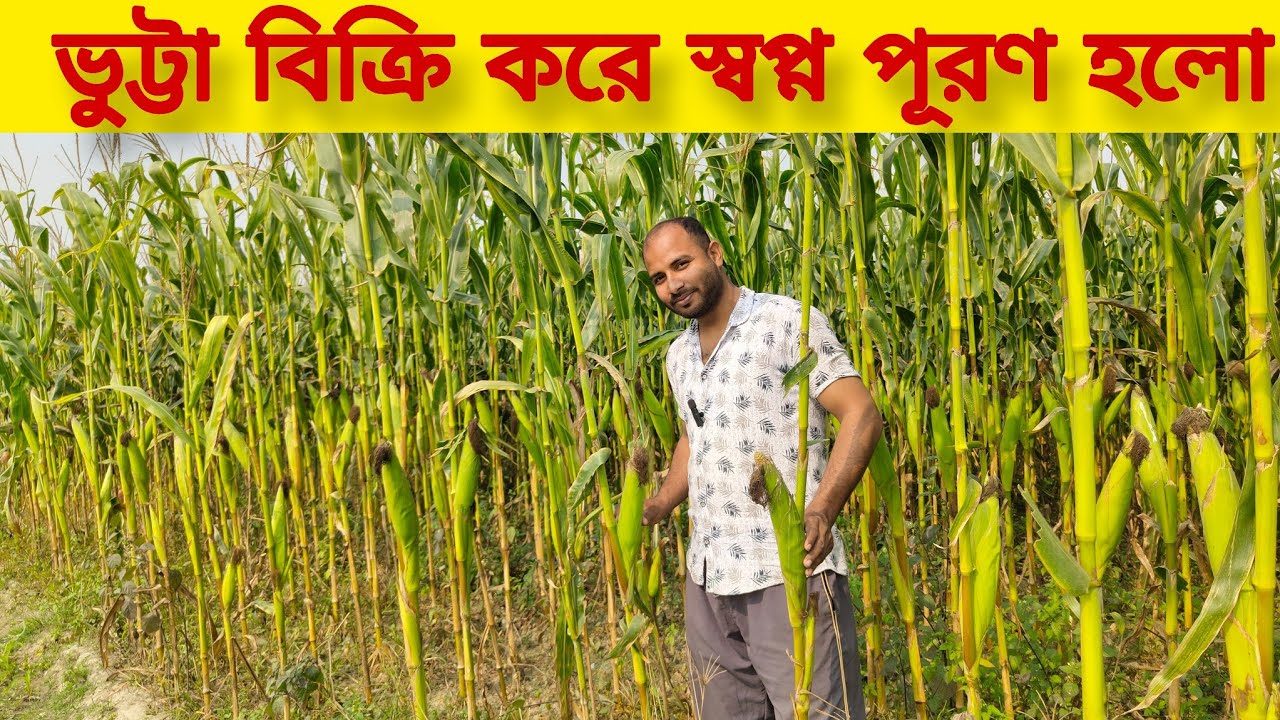 এই বছরের ভুট্টার ফলন অধিক মাত্রা হয়, কৃষকের চোখে খুশির ঝড় বইছে।। ভুট্টা।। মাকই।।মাকৈ।। popcorn 🍿