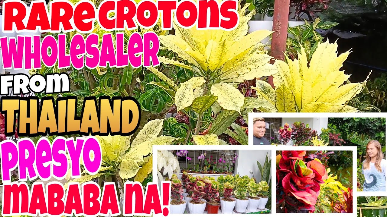 Rare Crotons sa Jom and Kim's Garden Direct na sa Thailand Presyo Bumaba na! #plants  #thailand