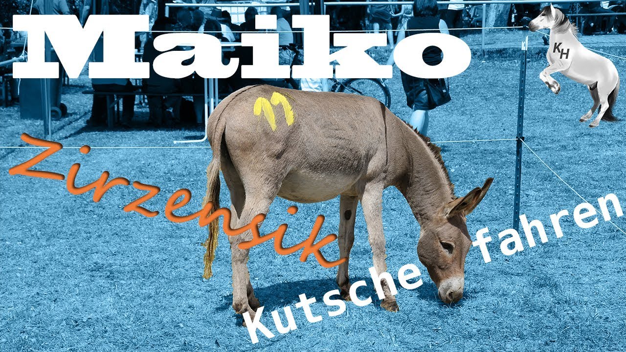 [Sturer Esel] Wie ich unseren Maiko beschäftige