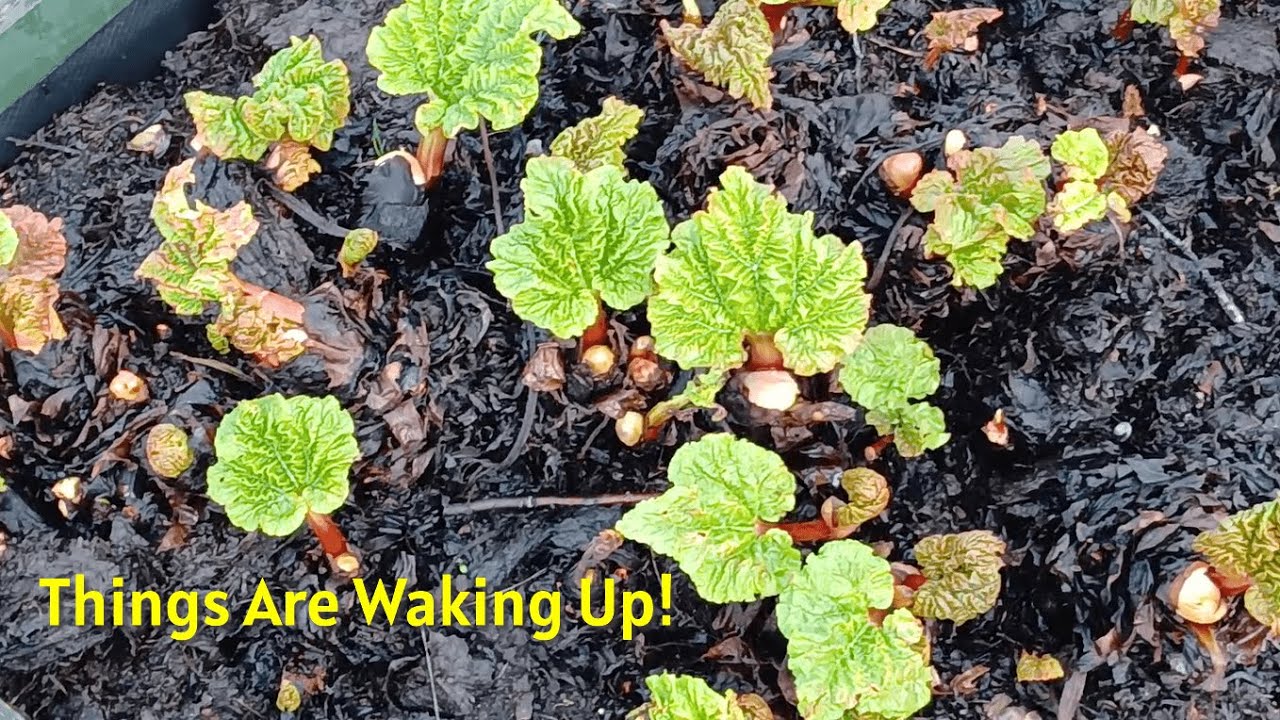 The Rhubarb is Waking Up! | Planting Onions & Allotment Update