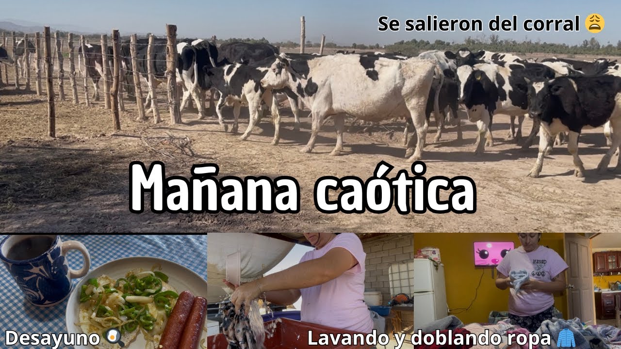 Rutina de mamá: desayuno 🍳 , escuela y vacas sueltas 🐄😅