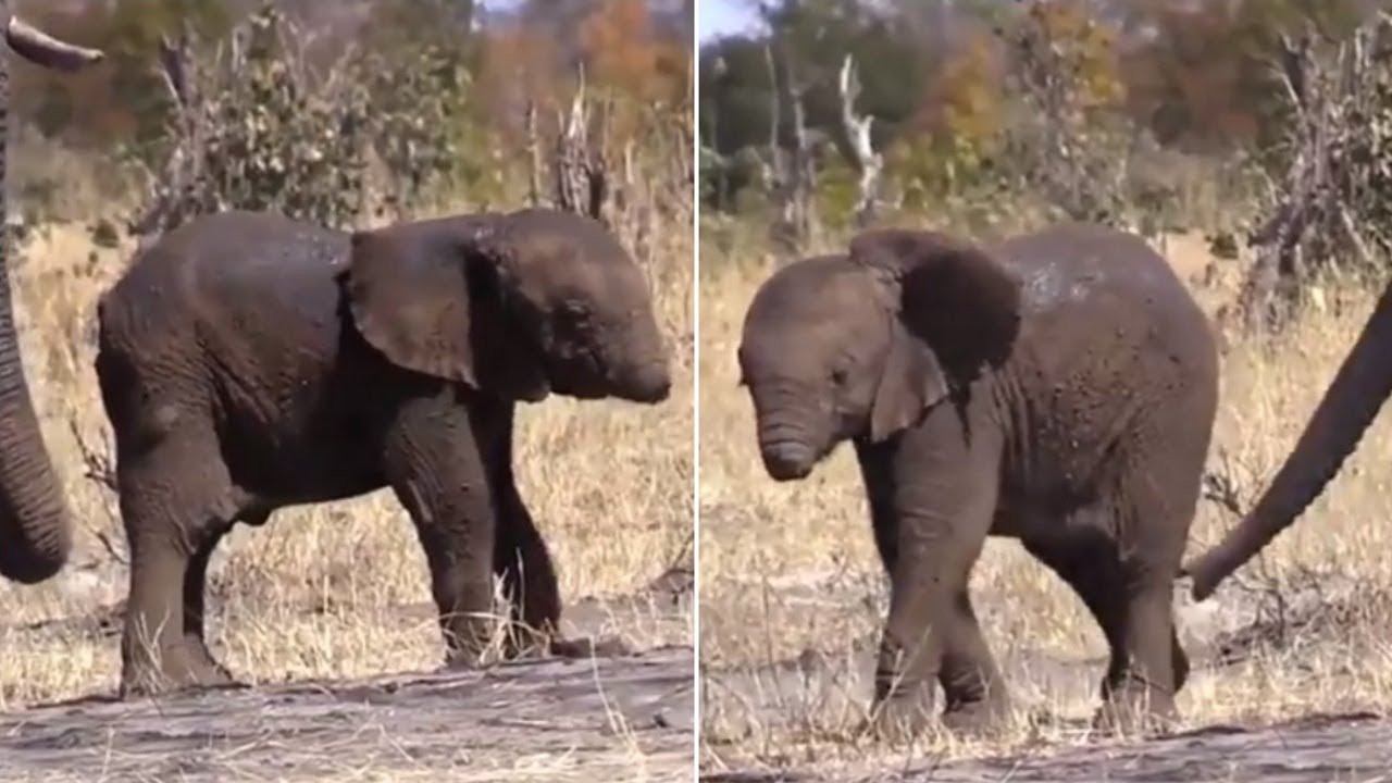 This Baby Elephant Tragically Lost Its Trunk, And Experts Are Fearful About Whether It Can Survive