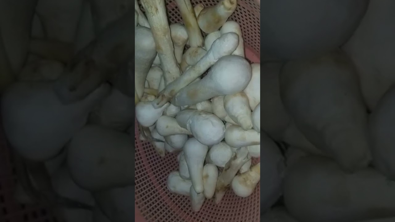 Fresh Mushrooms ( Khumbi / کھمبی ) from  Nagarparkar Tharparkar | washed, cleaned & cooked #shorts