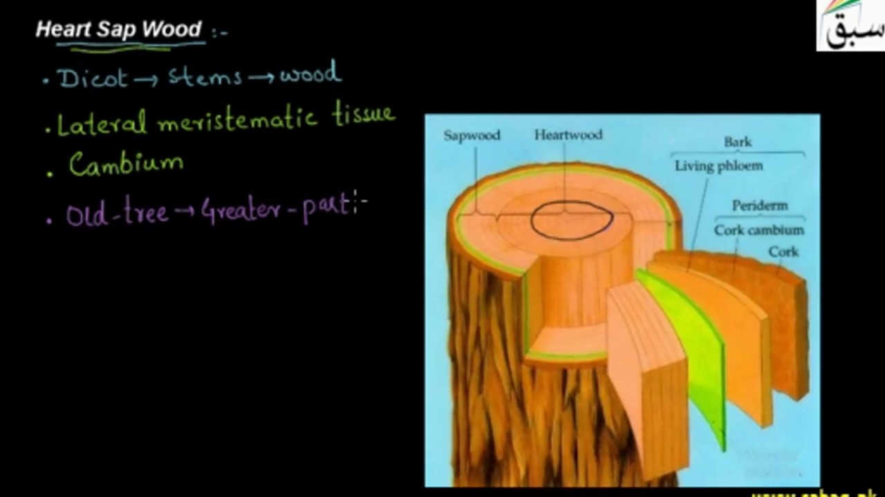 Heart Sap Wood, Biology Lecture | Sabaq.pk |