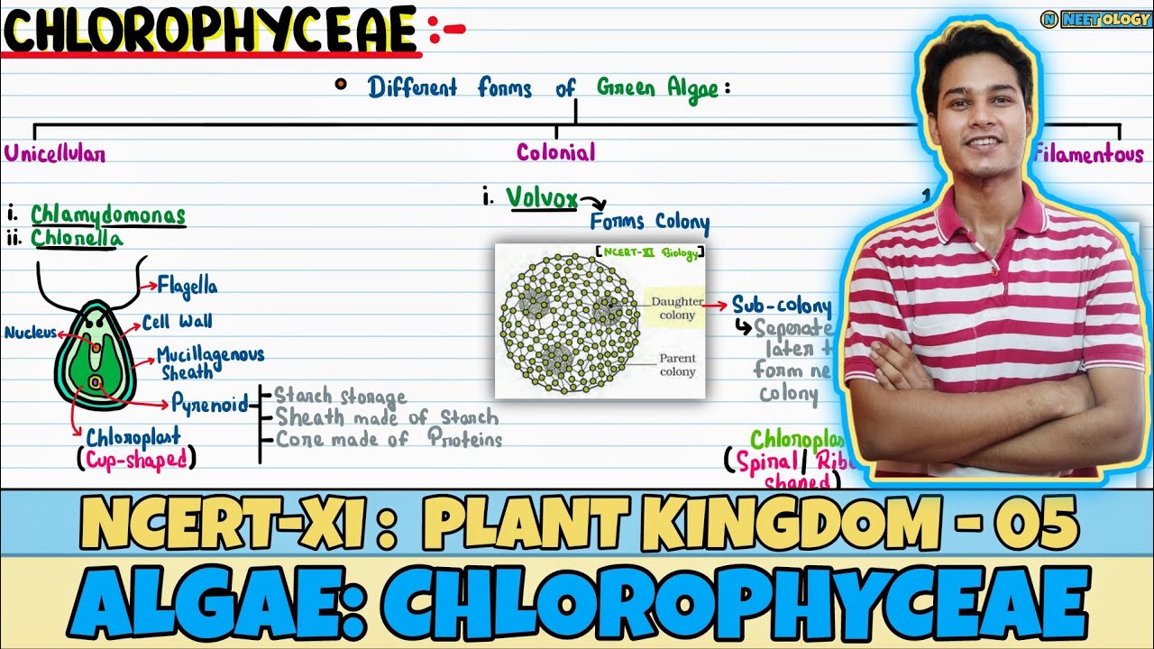 Plant Kingdom| Lec 5- Algae: Chlorophyceae| Class 11| NEET| Neetology