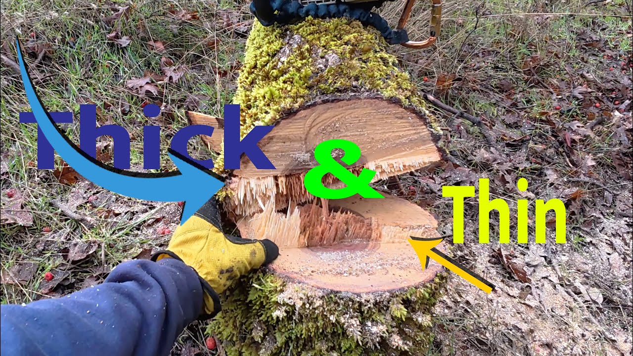 Tree Felling Basics -- Beginners Lesson -- Hinge Wood Importance