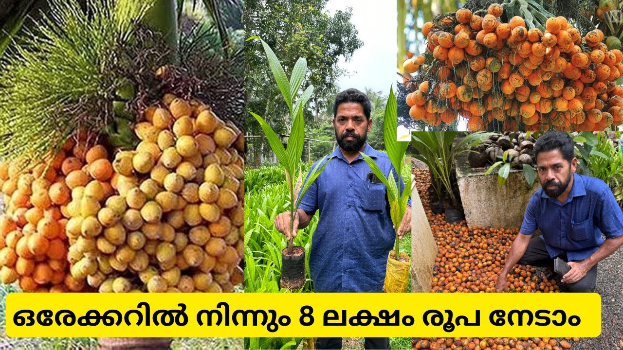 2 വർഷം കൊണ്ട് കായ്ക്കുന്ന Inter mangala കമുകിൻ തൈകൾ, Inter mangala arecanut plant