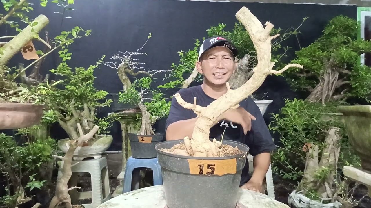 Acara tahunan sepesial ramadhan yg mau berinfaq Monggo juragan ADM 085334527859 #bonsai #trending 