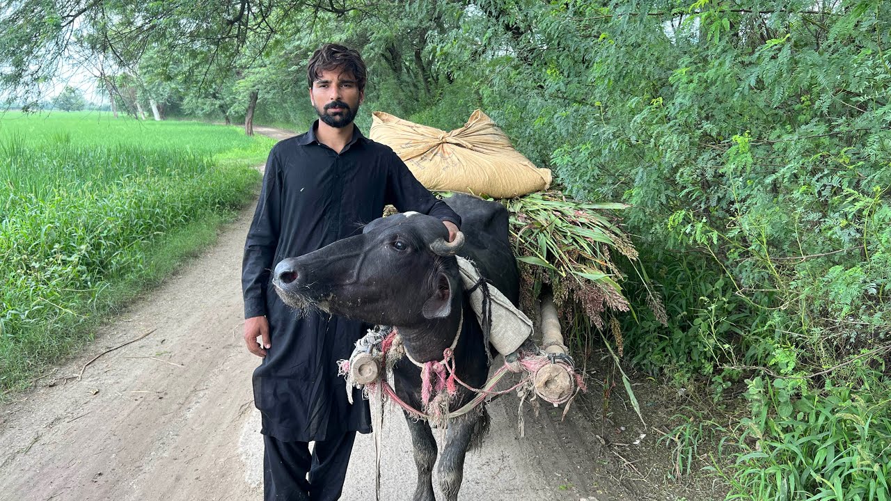 One day in buffalo village pakistan🐄#youtube #farming #villagerlifestyle 