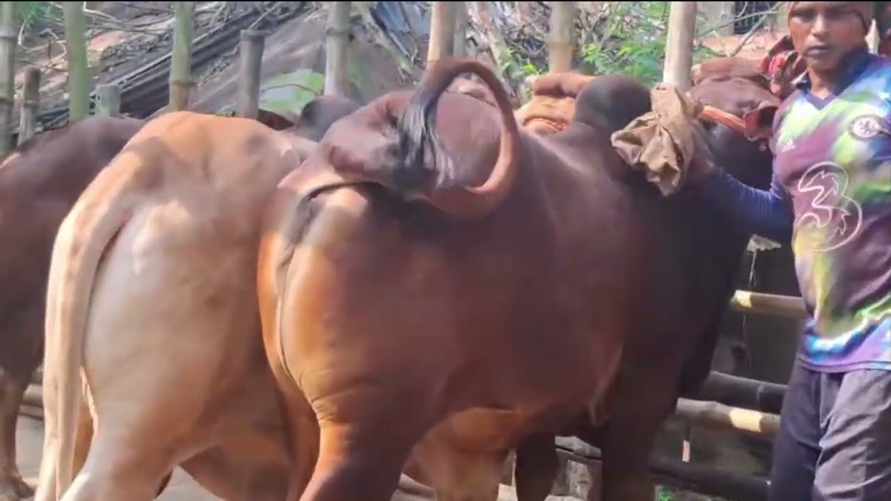 নতুন কালেকশন,২০২৬ কুরবানী উপযোগী শাহিওয়াল ষাঁড় কিনুন। ০৮/১১/২৫ রাজশাহী সিটি হাট। 