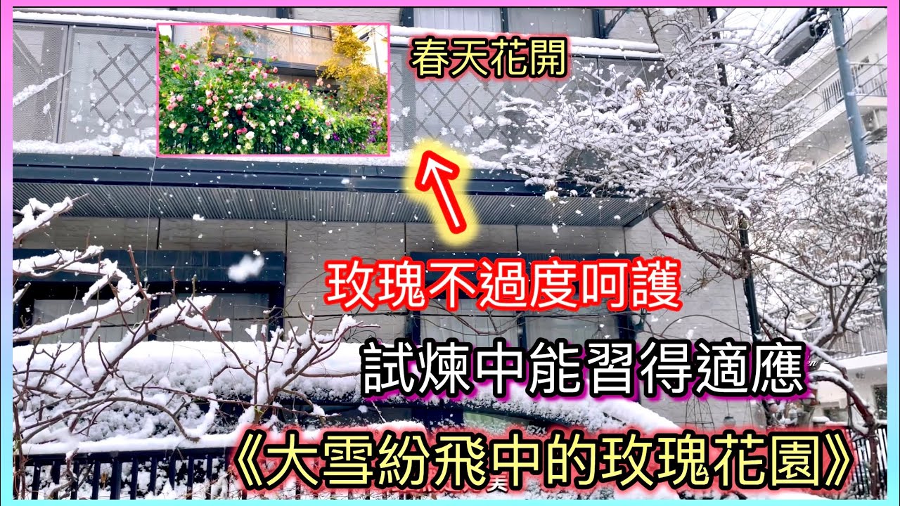 玫瑰不需太呵護！對抗嚴苛的氣候讓適應環境！如此春天才能迎來燦爛的花開🌹#Erin玫瑰花園