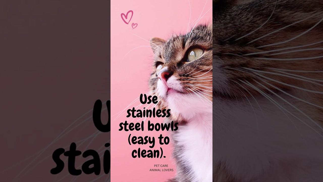 🐕💡 "Quick Pet Care Tips Every Owner Needs!"  