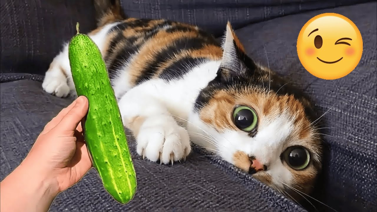 You Laugh You Lose 🤪 Funniest Cats and Dogs 2026 🐱💖 Part 24