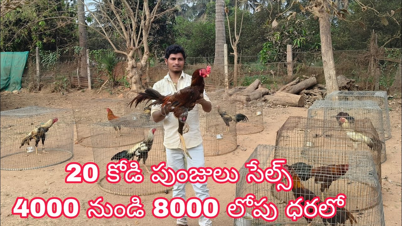 9100371557 పూర్తి వివరాలకు వాట్సాప్ ఓన్లీ ట్రాన్స్పోర్ట్ సదుపాయము ఉంది 11/2/2024