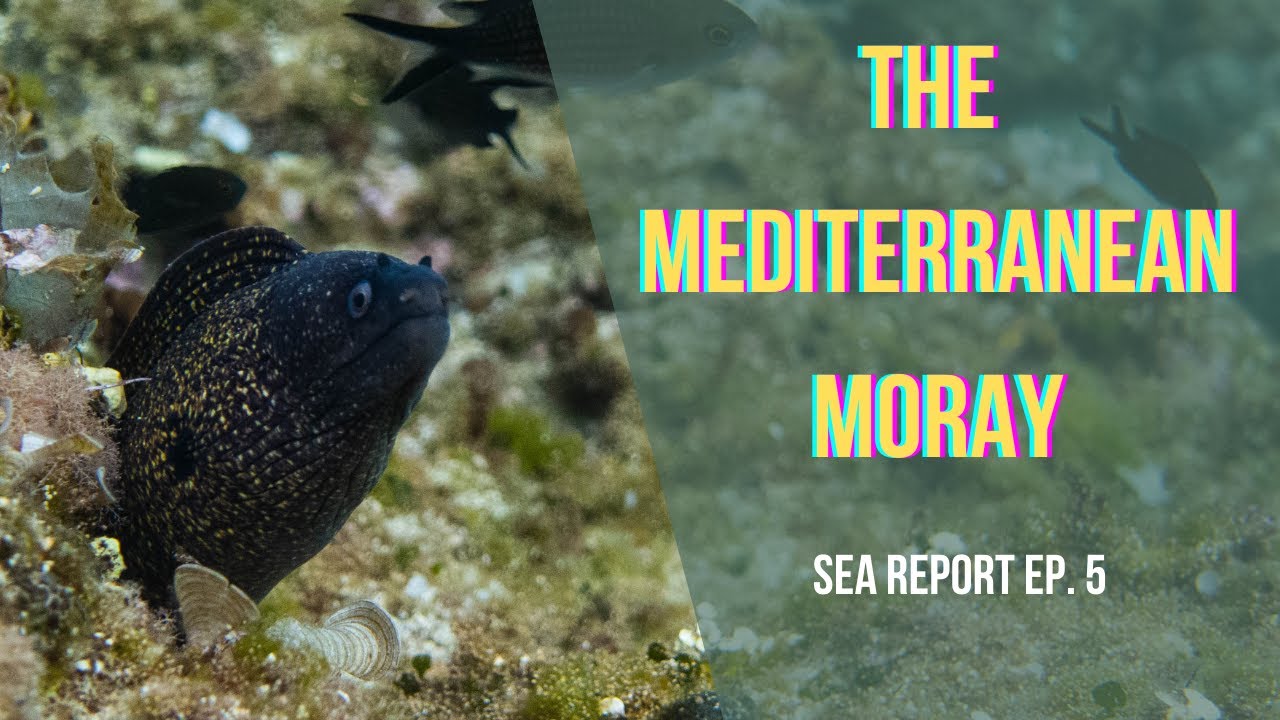 Hide and Seek with the MEDITERRANEAN MORAY (Muraena helena) | Sea Report ep. 5