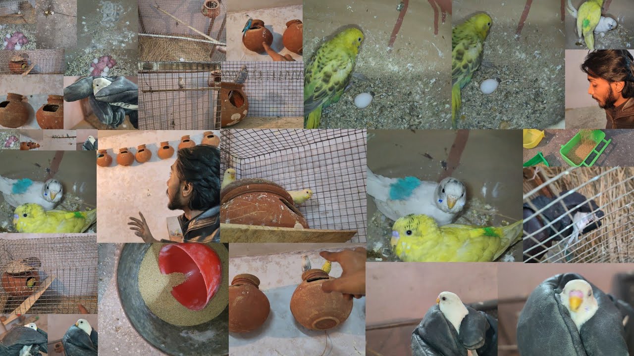 Budgies Ke Saare Bacche Pakar Kar Cage Me Band kardiye 😲