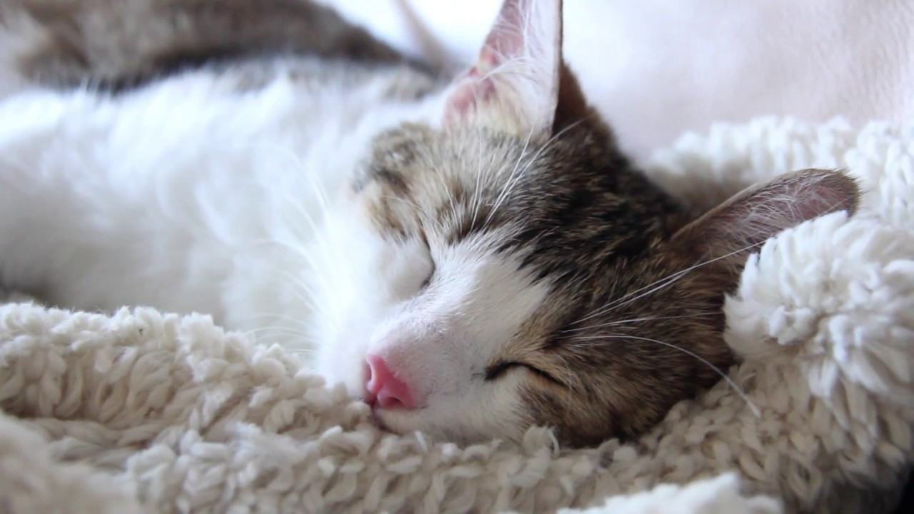 Katzengeburt