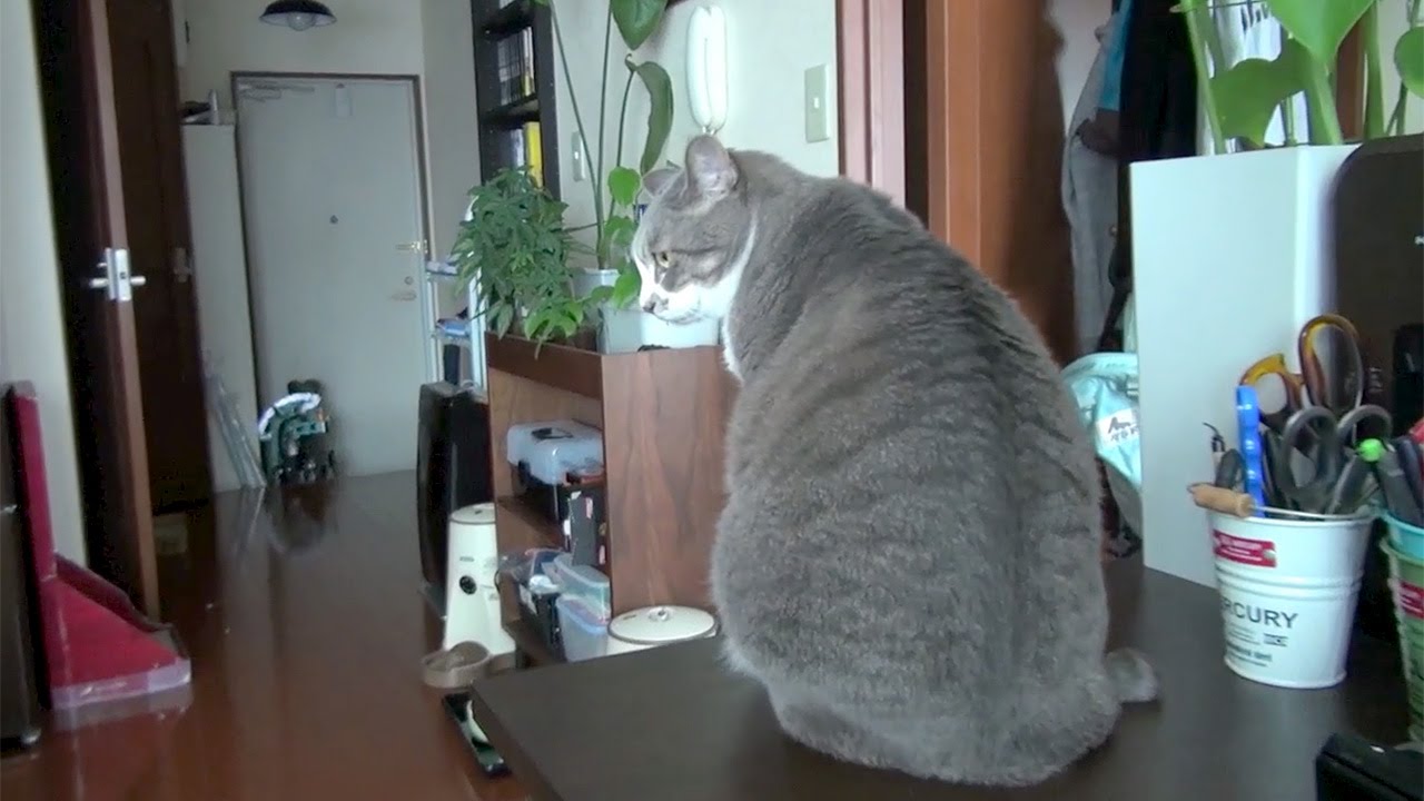 揺れるネコ達 - Cat Swaying -