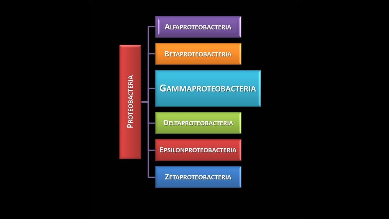 Dominio Bacteria: Phylum Proteobacteria 18 - Clase Gammaproteobacteria - Introducción