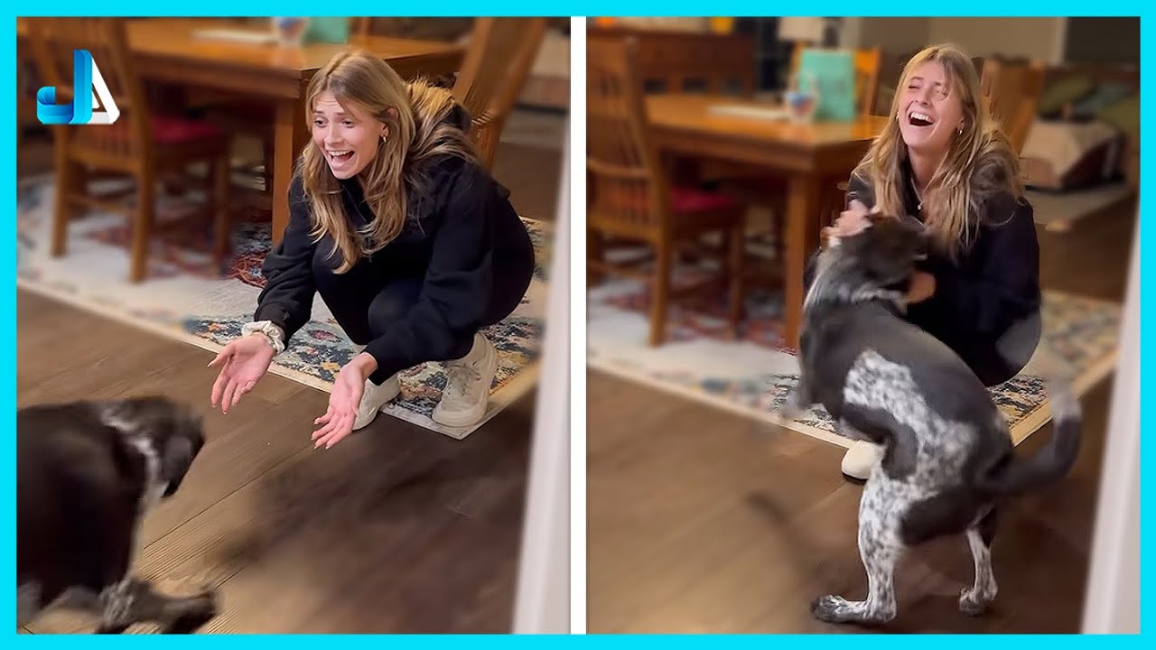 Most Heartwarming Animal Reunions with Humans 💕
