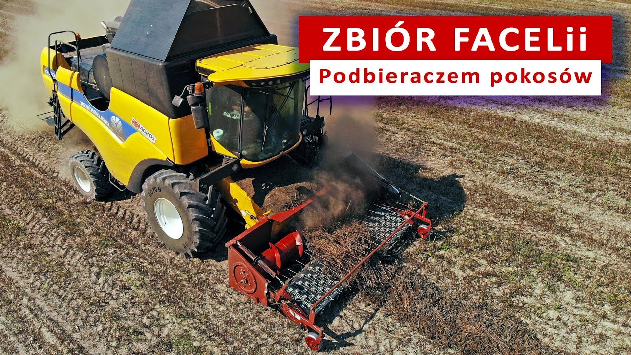 Zbiór facelii na nasiona podbieraczem pokosów 3,4 m. Okolice Łodzi.
