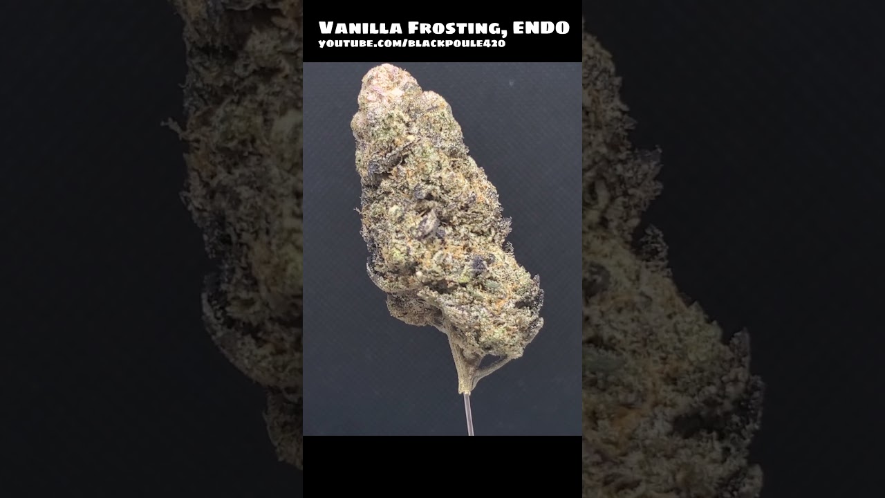 VANILLA FROSTING, 17% THC, Endo Cannabis M&eacute;dical SQDC M&eacute;dicibis Mendocannabis #SHORTS #ZOOMBUD weed