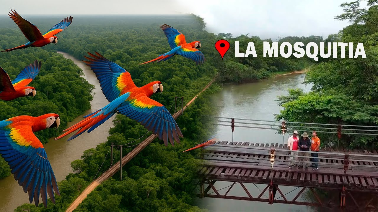 Entre la Selva y el Río: Descubriendo el Refugio de Aves de La Mosquitia | Parte 2
