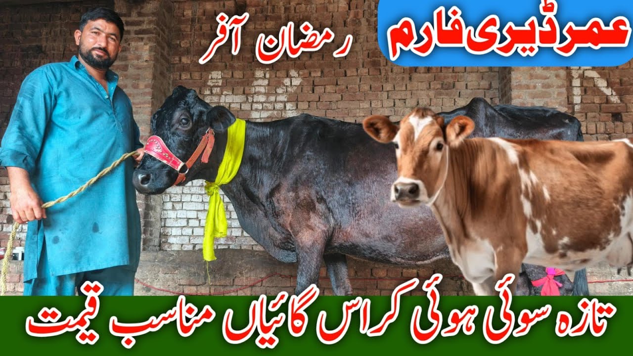 Jersey Fresian Cholistani Shaiwal Cross Breed Cows Umar Dairy Farm Sheikupura! Ali Best