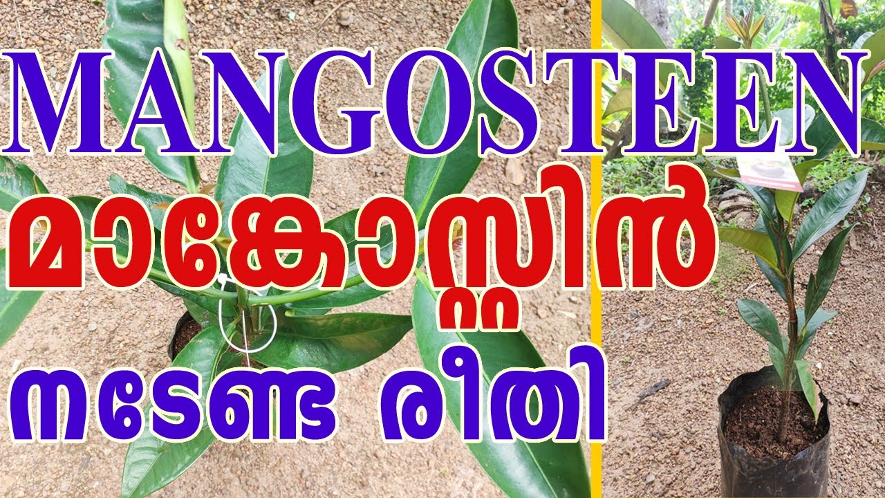 Mangosteen Planting | മാങ്കോസ്റ്റിൻ നടുന്ന വിധം |||