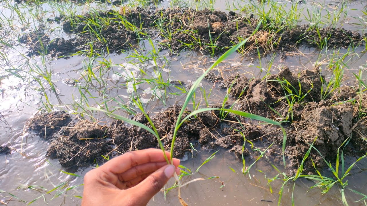 19 दिन का श्रीराम 303 पहले खाद में किस खाद का छिड़काव कर रहे हैं #farming #kisanmitra