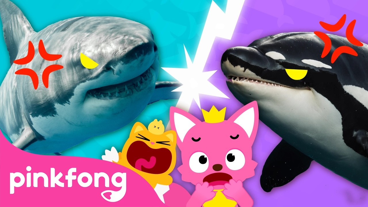 Who's the King of the Sea? Shark VS Killer Whale | Pinkfong, Did You Know That? | Pinkfong Official