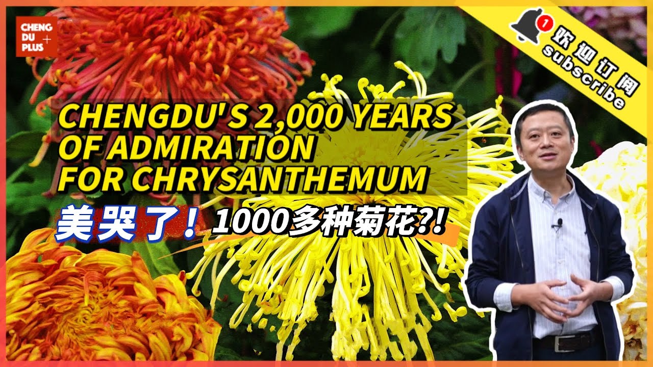 惊艳！ 1000多个菊花品种汇集简直美哭了！ 中国人为什么这么喜欢菊花？|Chengdu Plus