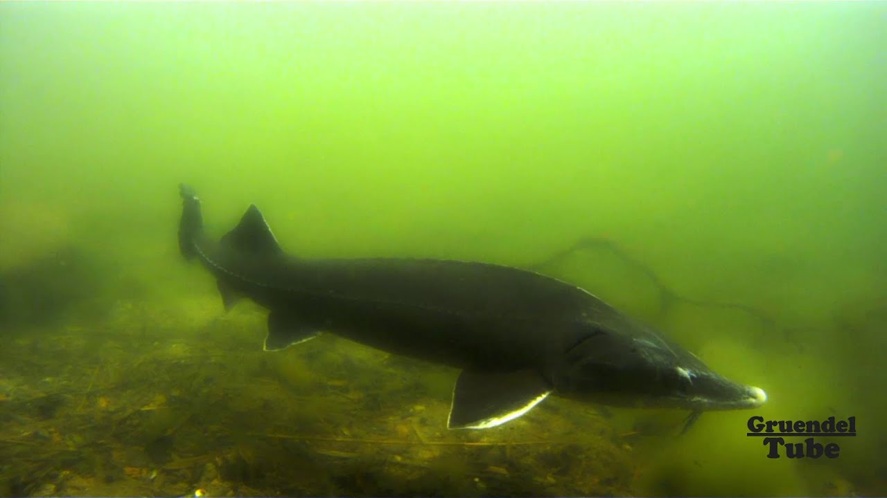 Gruendeln im Althäuser See - Zwischen Stör, Hecht und Wels